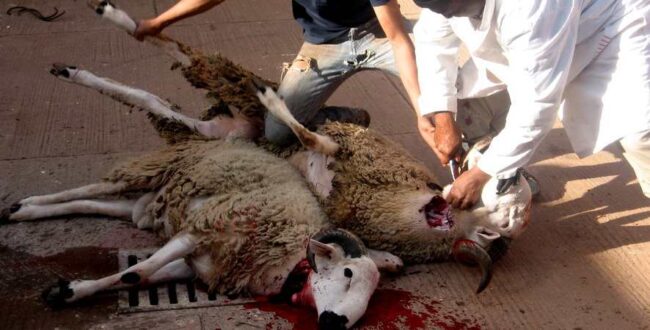 Abattage des animaux façon halal et casher.