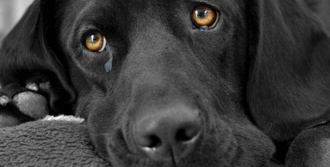 Un chien meurt traîné par une voiture.